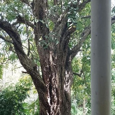 Kon Tree Shade Apartman Dambulla Kültér fotó