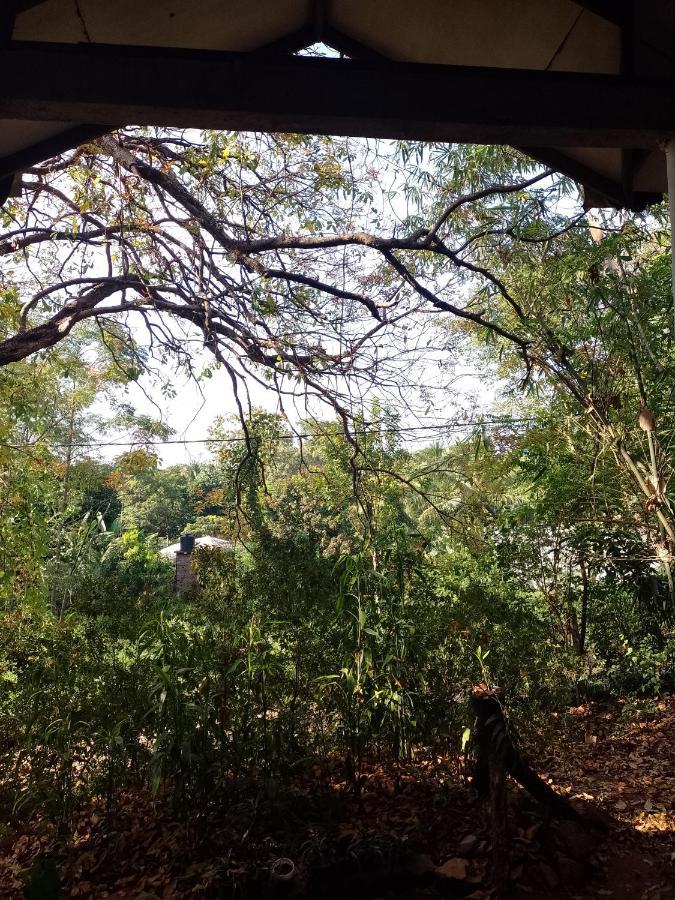 Kon Tree Shade Apartman Dambulla Kültér fotó