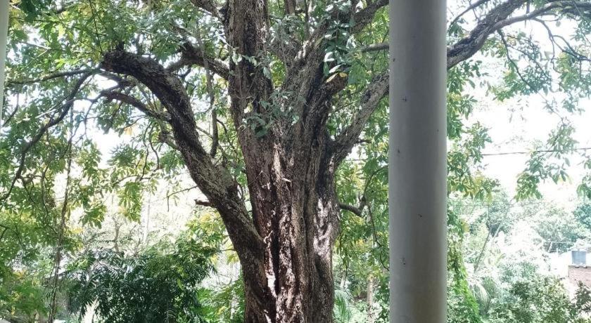 Kon Tree Shade Apartman Dambulla Kültér fotó